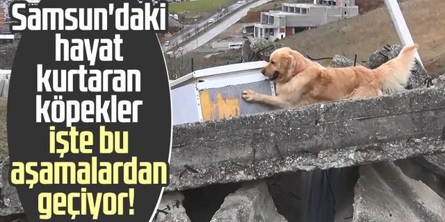 Samsun'daki hayat kurtaran köpekler işte bu aşamalardan geçiyor!
