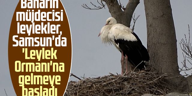 Baharın müjdecisi leylekler, Samsun'da 'Leylek Ormanı'na gelmeye başladı