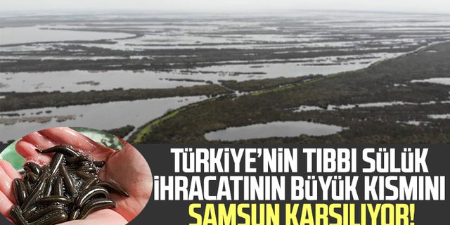 Türkiye’nin tıbbi sülük ihracatının büyük kısmını Samsun karşılıyor!