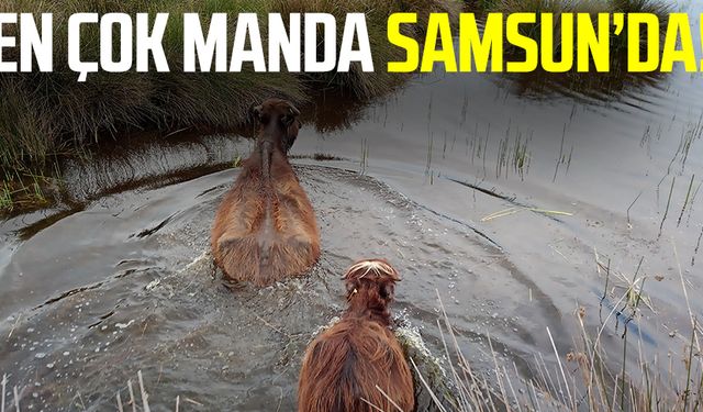 Samsun, manda varlığında ilk sırada!