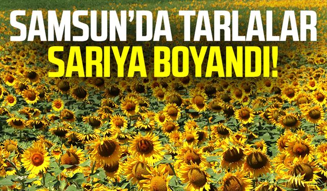 Samsun'da ayçiçeği tarlaları hasat için gün sayıyor