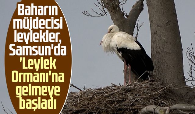 Baharın müjdecisi leylekler, Samsun'da 'Leylek Ormanı'na gelmeye başladı