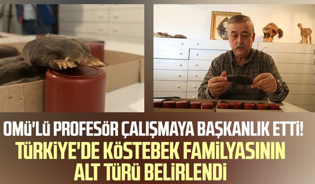 OMÜ'lü profesör çalışmaya başkanlık etti! Türkiye'de köstebek familyasının alt türü belirlendi