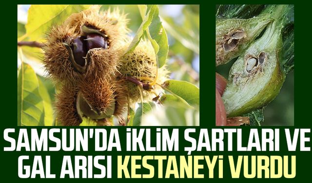Samsun'da iklim şartları ve gal arısı kestaneyi vurdu