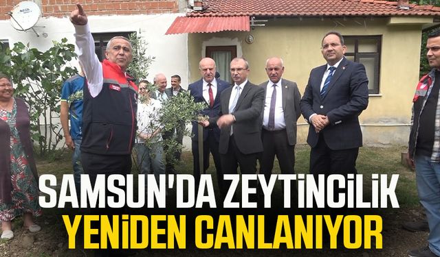 Samsun'da zeytincilik yeniden canlanıyor