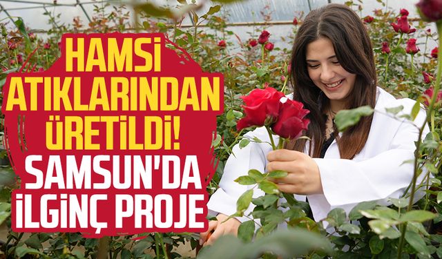 Hamsi atıklarından üretildi! Samsun'da ilginç proje