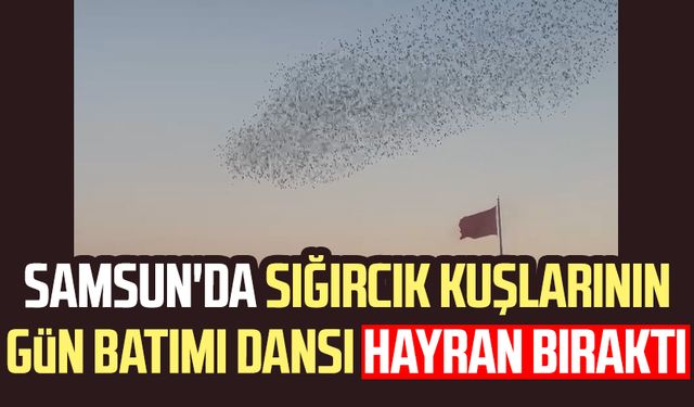 Samsun'da sığırcık kuşlarının gün batımı dansı hayran bıraktı