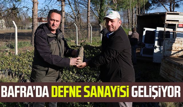 Bafra’da defne sanayisi gelişiyor