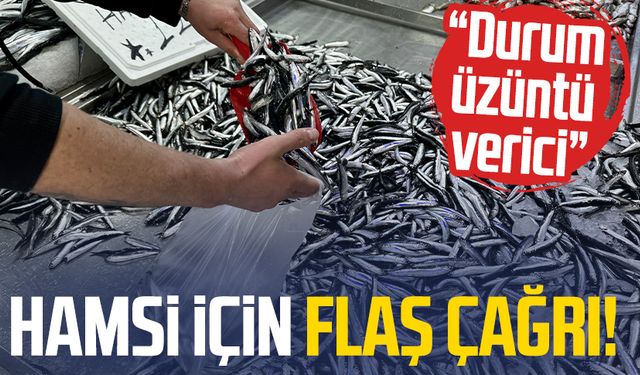 Karadeniz'de hamsi için flaş çağrı! Üzüntü verici