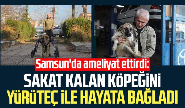 Samsun'da ameliyat ettirdi: Sakat kalan köpeğini yürüteç ile hayata bağladı