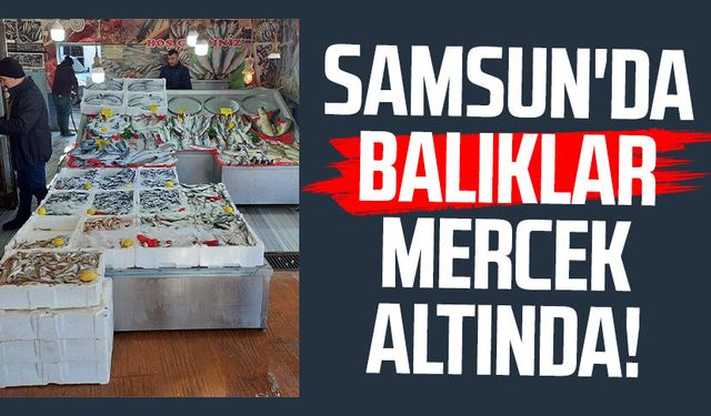 Samsun'da balıklar mercek altında!