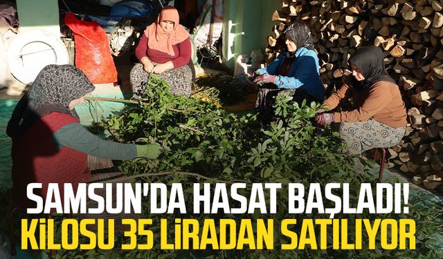 Samsun'da hasat başladı! Kilosu 35 lira