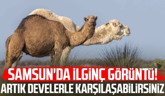 Samsun'da ilginç görüntü! Artık develerle karşılaşabilirsiniz