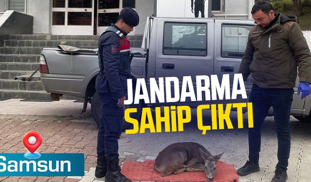 Samsun'da jandarma sahip çıktı!