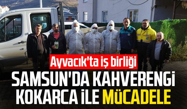 Samsun'da kahverengi kokarca ile mücadele: Ayvacık'ta iş birliği