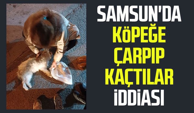 Samsun'da köpeğe çarpıp kaçtılar iddiası