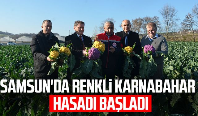 Samsun'da renkli karnabahar hasadı başladı