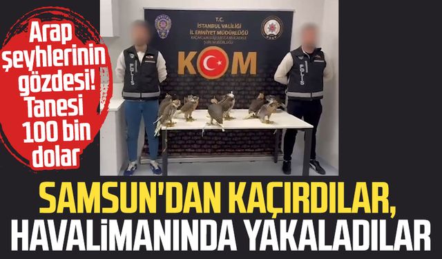 Arap şeyhlerinin gözdesi! Samsun'dan kaçırdılar, havalimanında yakaladılar