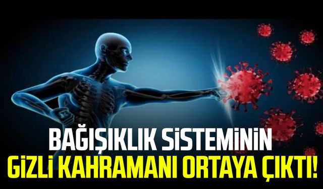Bağışıklık sisteminin gizli kahramanı ortaya çıktı!