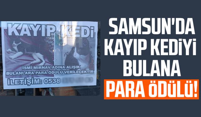 Samsun'da kayıp kedi Mırnav'ı bulana para ödülü!