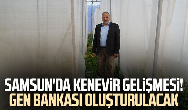 Samsun'da kenevir gelişmesi! Gen bankası oluşturulacak