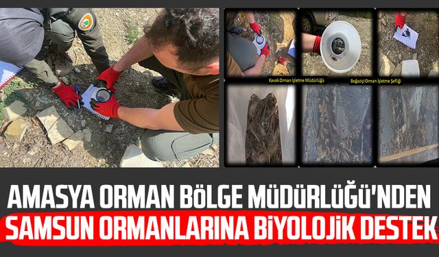 Amasya Orman Bölge Müdürlüğü'nden Samsun Ormanlarına biyolojik destek