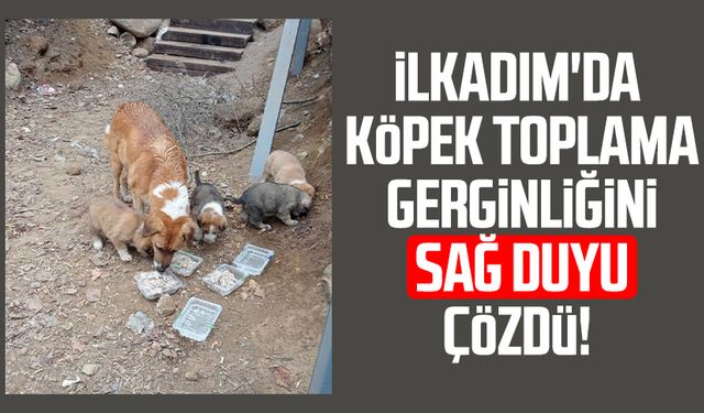 İlkadım'da köpek toplama gerginliğini sağ duyu çözdü!