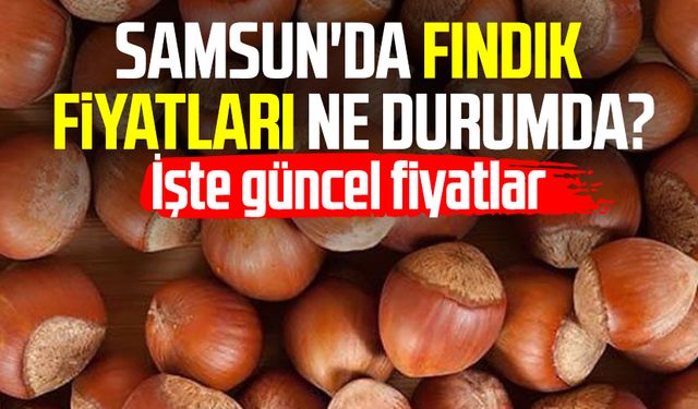 Samsun'da fındık fiyatları ne durumda? 29 Nisan Salı