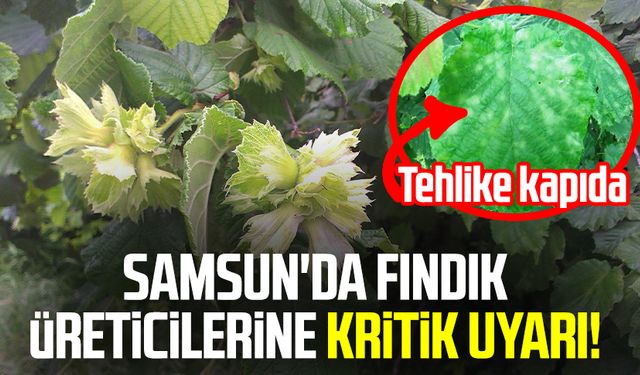 Samsun'da fındık üreticilerine kritik uyarı! Tehlike kapıda