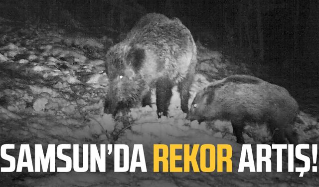 Samsun'da rekor yaban avcılığı