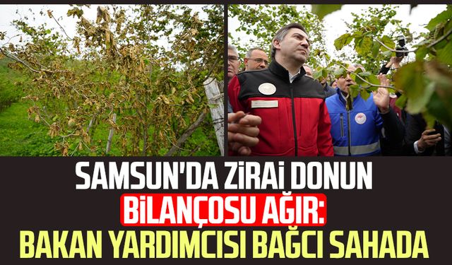 Samsun'da zirai donun bilançosu ağır: Bakan Yardımcısı Ahmet Bağcı sahada