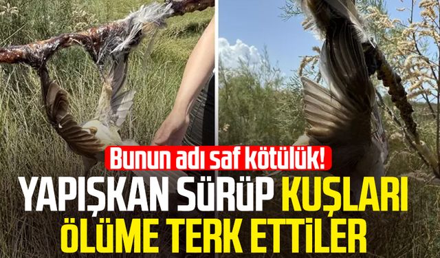 Bunun adı saf kötülük! Yapışkan sürüp kuşları ölüme terk ettiler