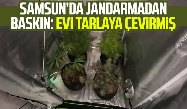 Samsun Kavak'ta jandarmadan baskın: Evi tarlaya çevirmiş