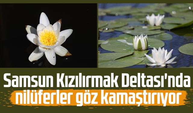 Samsun Kızılırmak Deltası'nda nilüferler göz kamaştırıyor