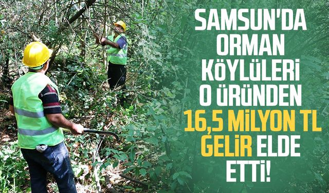 Samsun'da orman köylüleri 16,5 milyon TL gelir elde etti!