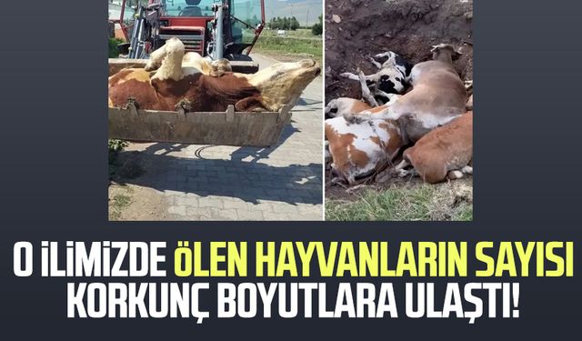 O ilimizde ölen hayvanların sayısı korkunç boyutlara ulaştı!