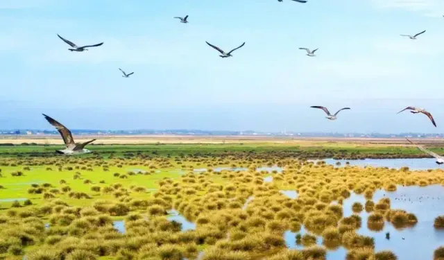 Bafra’da Kızılırmak Deltası’nda kuş gözlemi ve fotoğraf rotaları