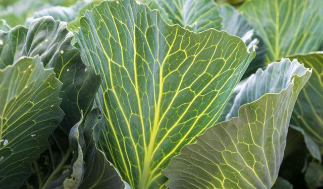 Karalahana Kültürü: Samsun Sofralarında Bin Yıllık Yeşil Miras