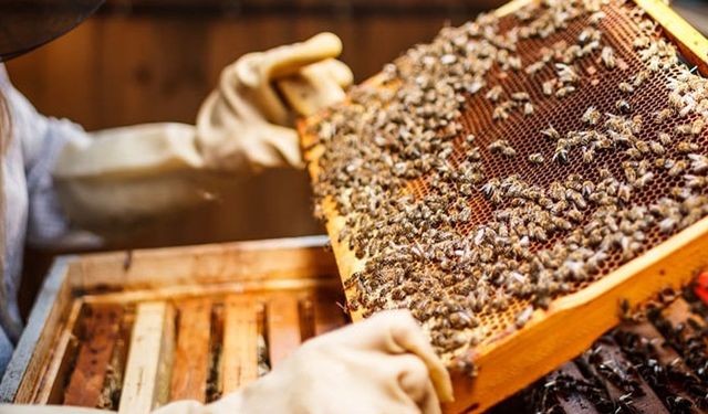 Samsun’un Bal ve Arıcılık Geleneği: Doğal Tatlılığın Peşinde