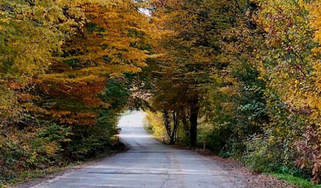 Samsun’da Ekim Ayında Yaprak Dökümünün En Güzel İzlendiği Orman Yürüyüşleri