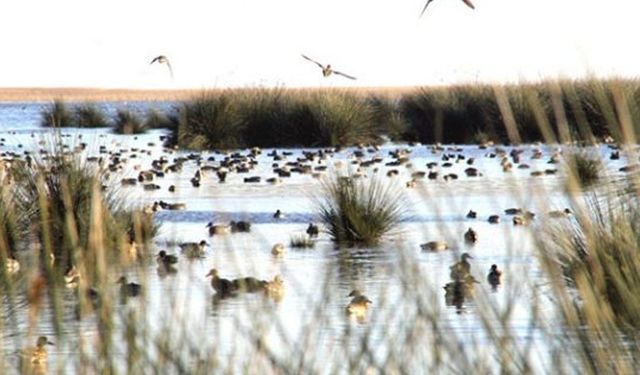 Kızılırmak Deltası’nda Ekim’de Kuş Gözetimi Rehberi