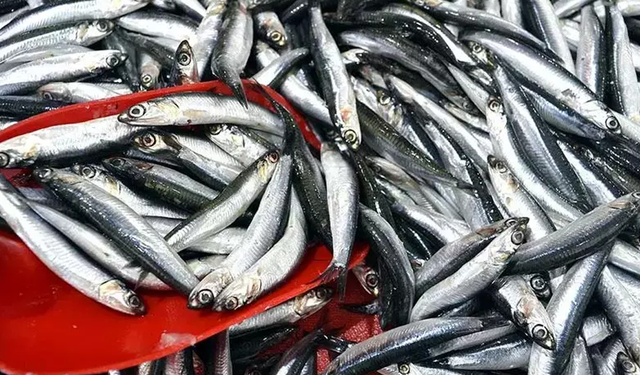 Yakakent’te Balık Sezonu ve Sahil Yaşamı