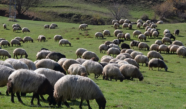 Kavak’ta Organik Üretim ve Hayvancılığın Şehre Katkısı