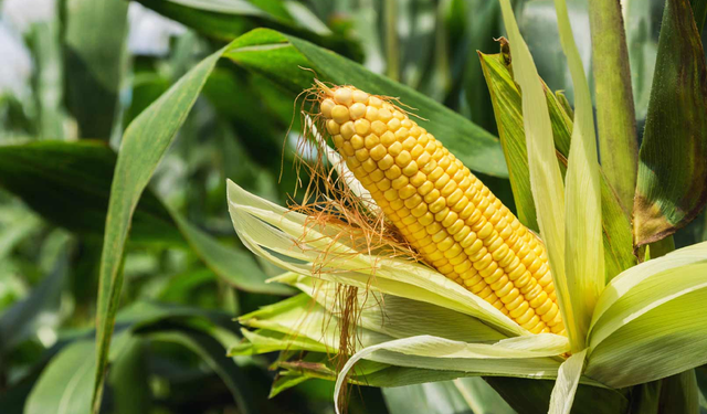 Asarcık’ta Organik Ürünler ve Sessiz Tatil Noktaları