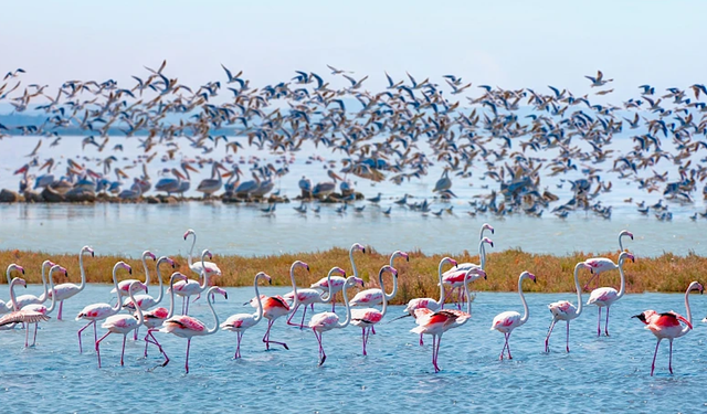 19 Mayıs’ta Kızılırmak Kuş Cenneti ve Gözlem Rotaları