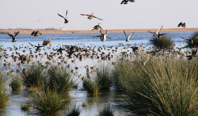 Bafra’da Kızılırmak Deltası ve Kuş Cenneti Gezi Rehberi