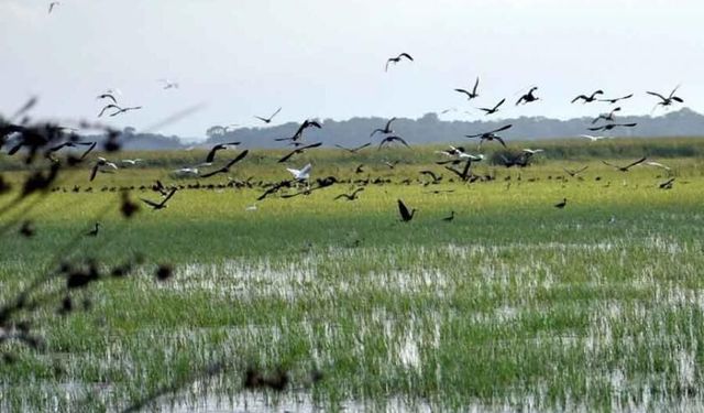 Bafra Gezi Rehberi: Delta ve Nokul Turu