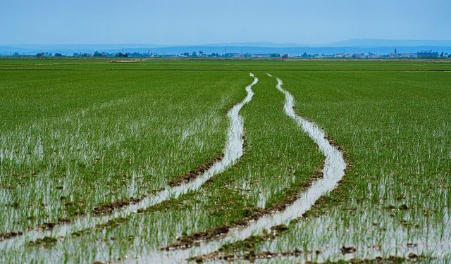 Terme Ovası’nda Tarım, Pirinç ve Mısır Ekonomisi
