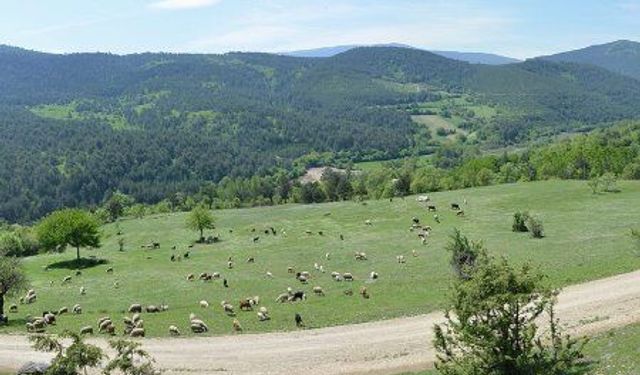Asarcık Gezi Rehberi: Yayla Havasında Huzur
