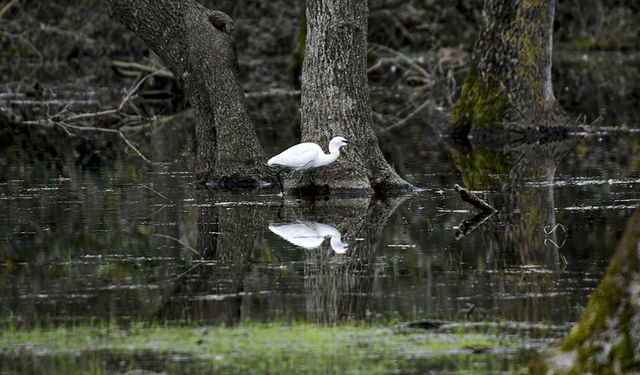 19 Mayıs İlçesi Gezi Rehberi: Doğa Yolları